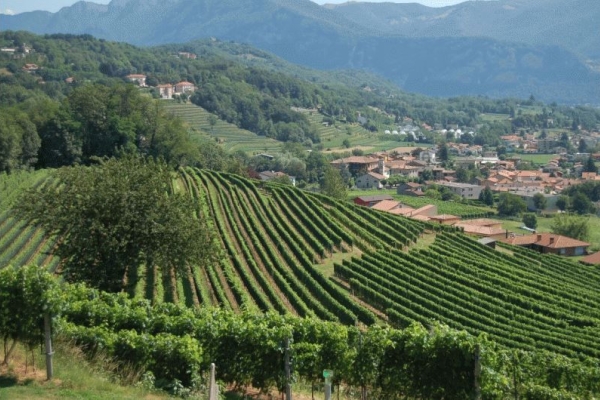 I vigneti del Mendrisiotto: una buona ripartenza primaverile