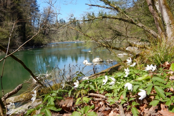 Sulle rive della Reuss immersi nella natura