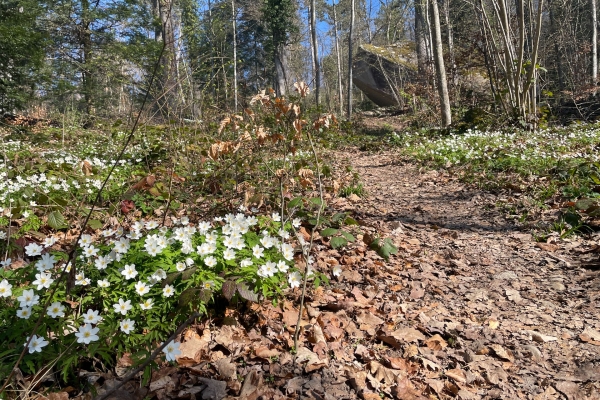 Immersion dans la nature neuchâteloise