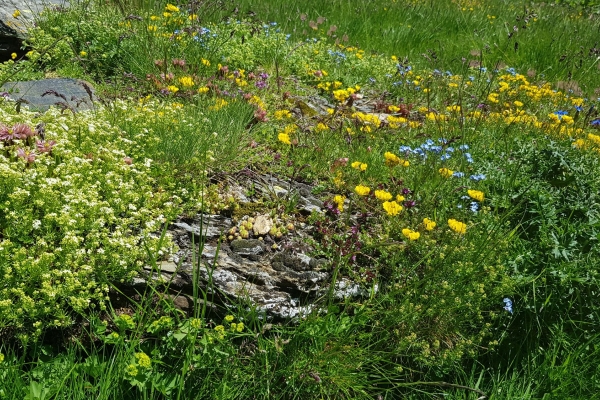 Fioriture in alta quota