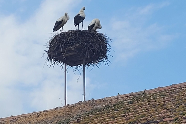 Wandern, wo die Störche fliegen