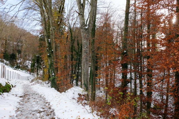 Douceur près du lac de Baldegg