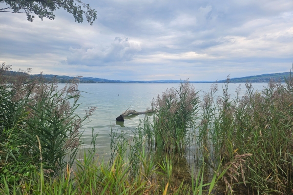 Schlacht bei Sempach