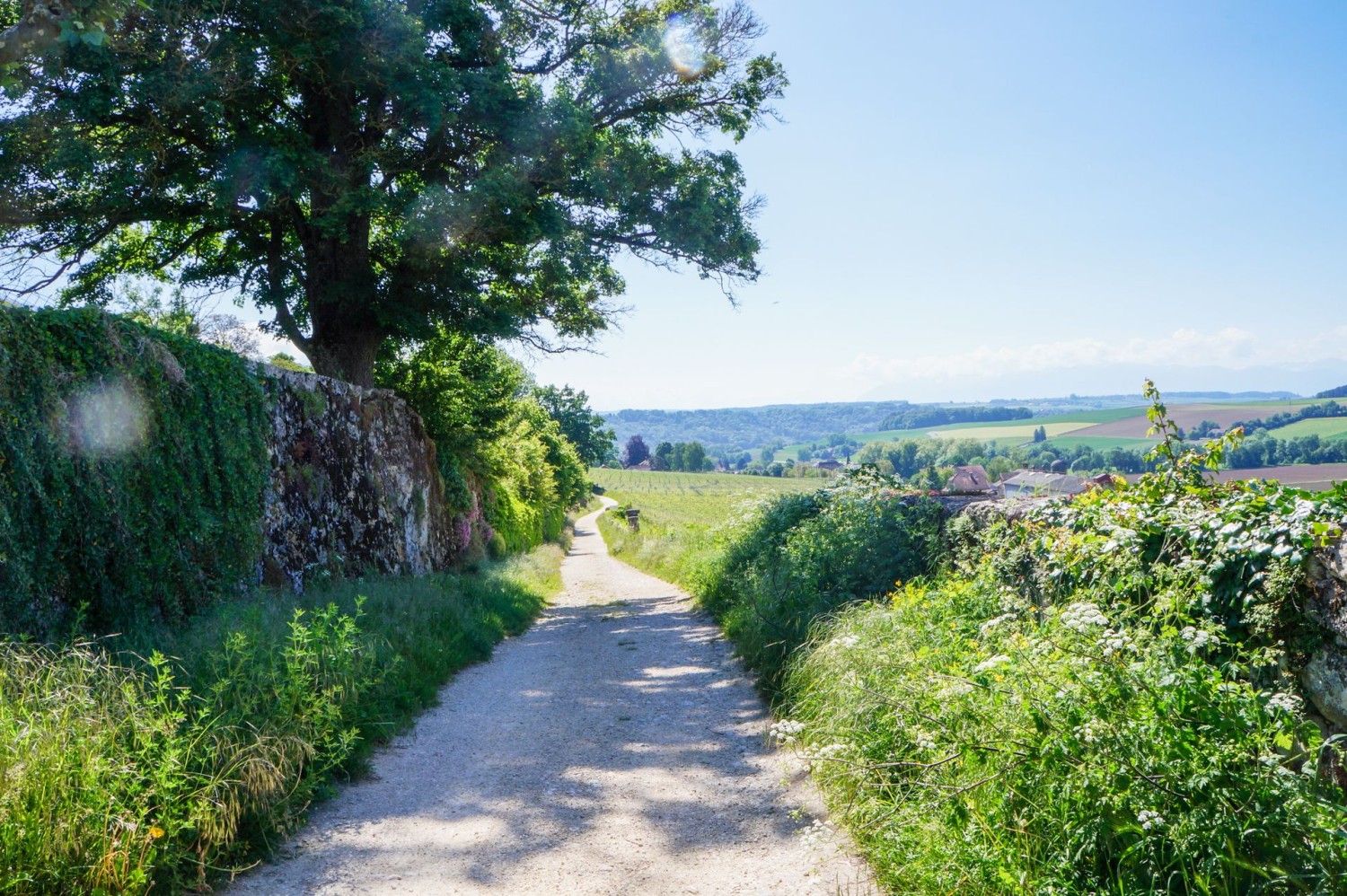 Le chemin des Vignes relie La Sarraz au village d’Eclépens.