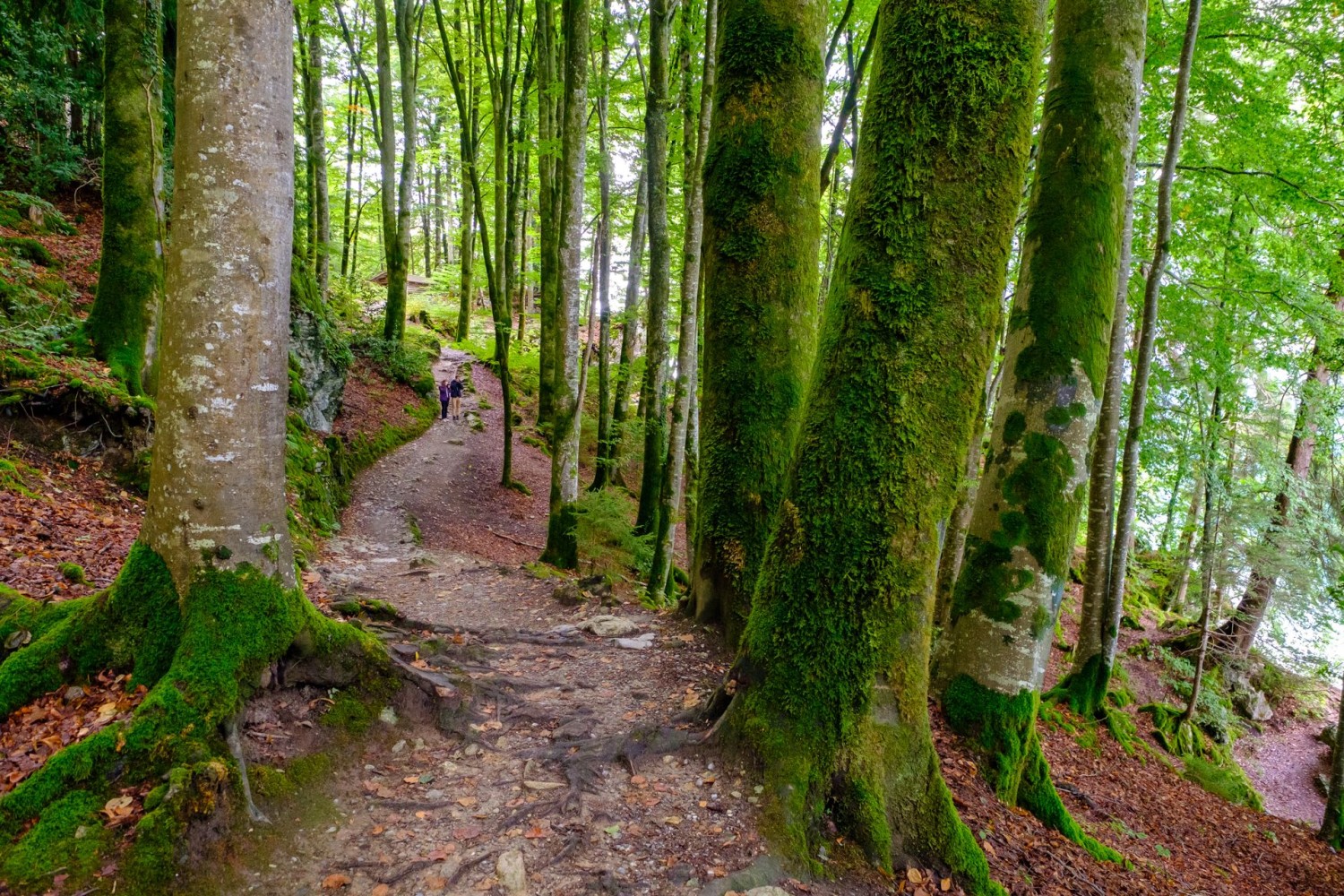 Le sentier lacustre menant à Iseltwald serpente à travers l’une des dernières forêts vierges de Suisse.