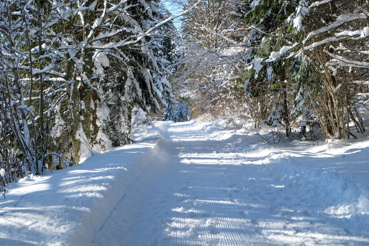 Die Wege im Wald gehören ganz den Winterwandernden