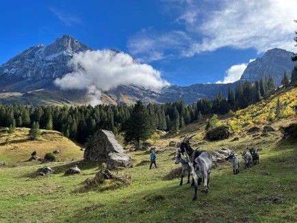Unterwegs mit Ziegen