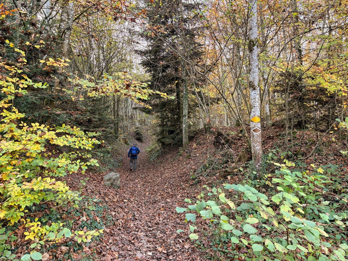 Dans l’Auenschutzpark argovien