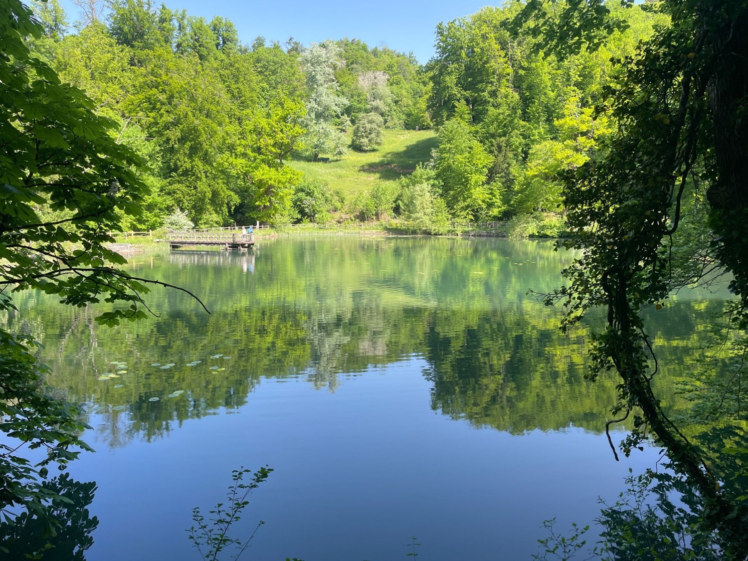 Cerisiers en fleurs près de Gempen