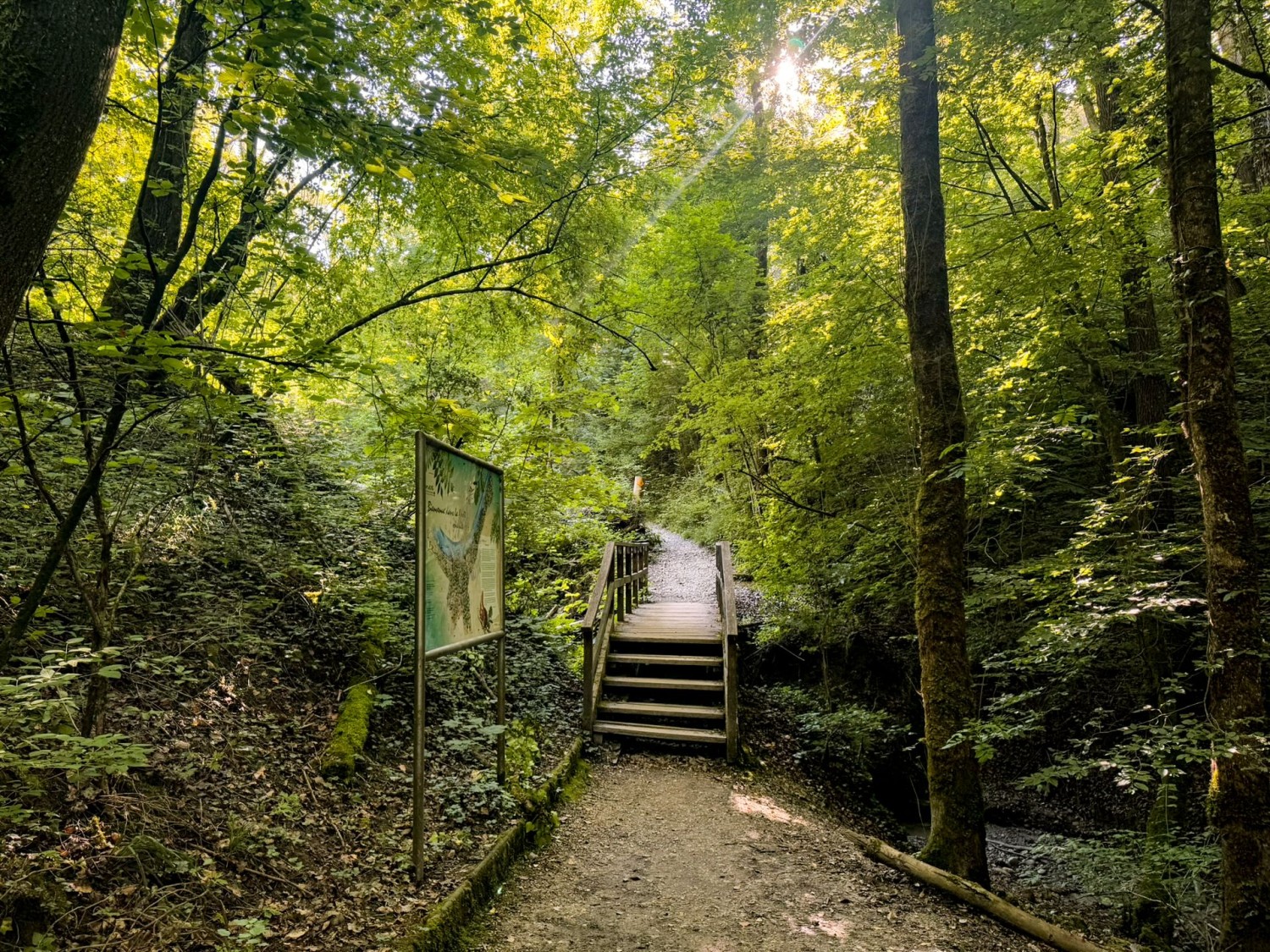Les sentiers sont plus étroits et charmants dans la forêt d’Onex.