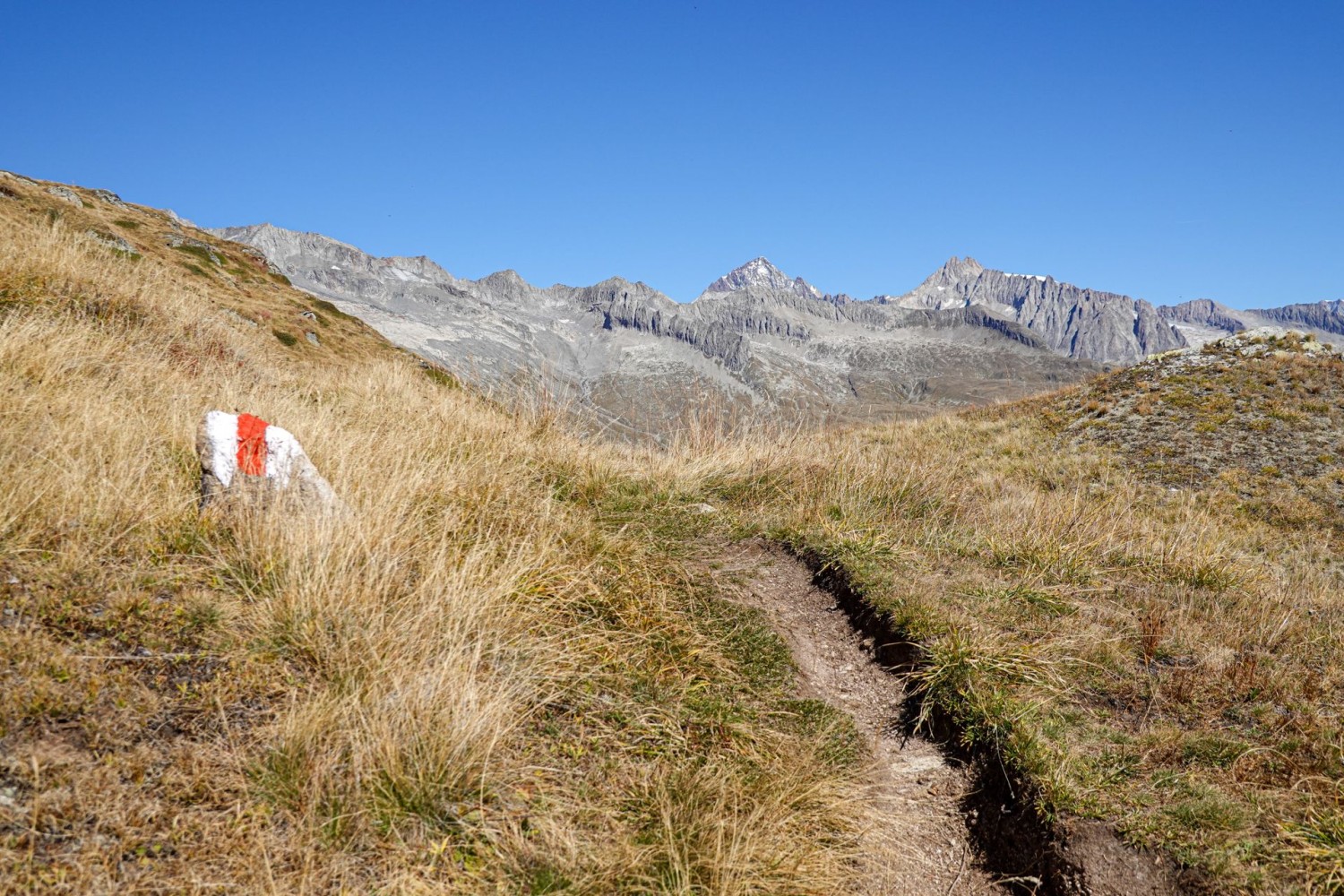 Lors de la montée au Foggenhorn, l’Aletschhorn et le Geisshorn sont bien visibles.