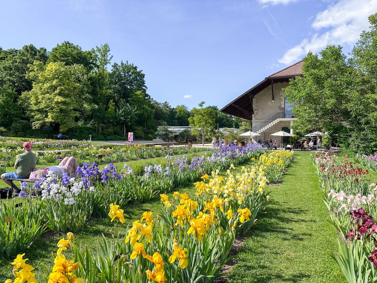 Dans les jardins Merian, des iris en fleurs à perte de vue