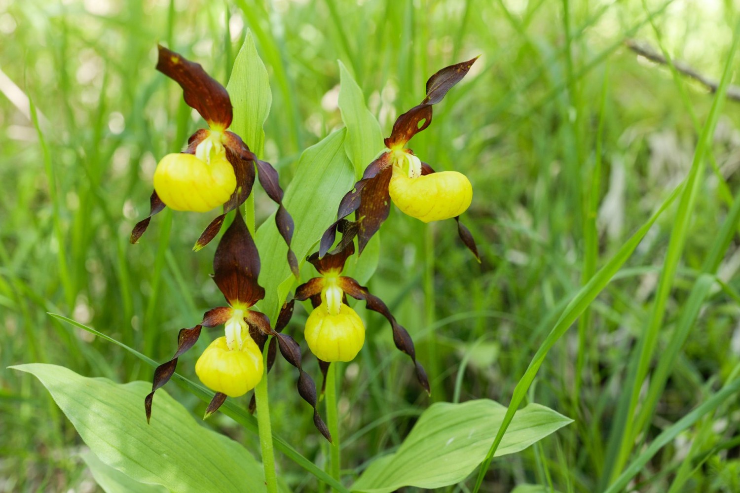 Un parfait quatuor de sabots de Vénus