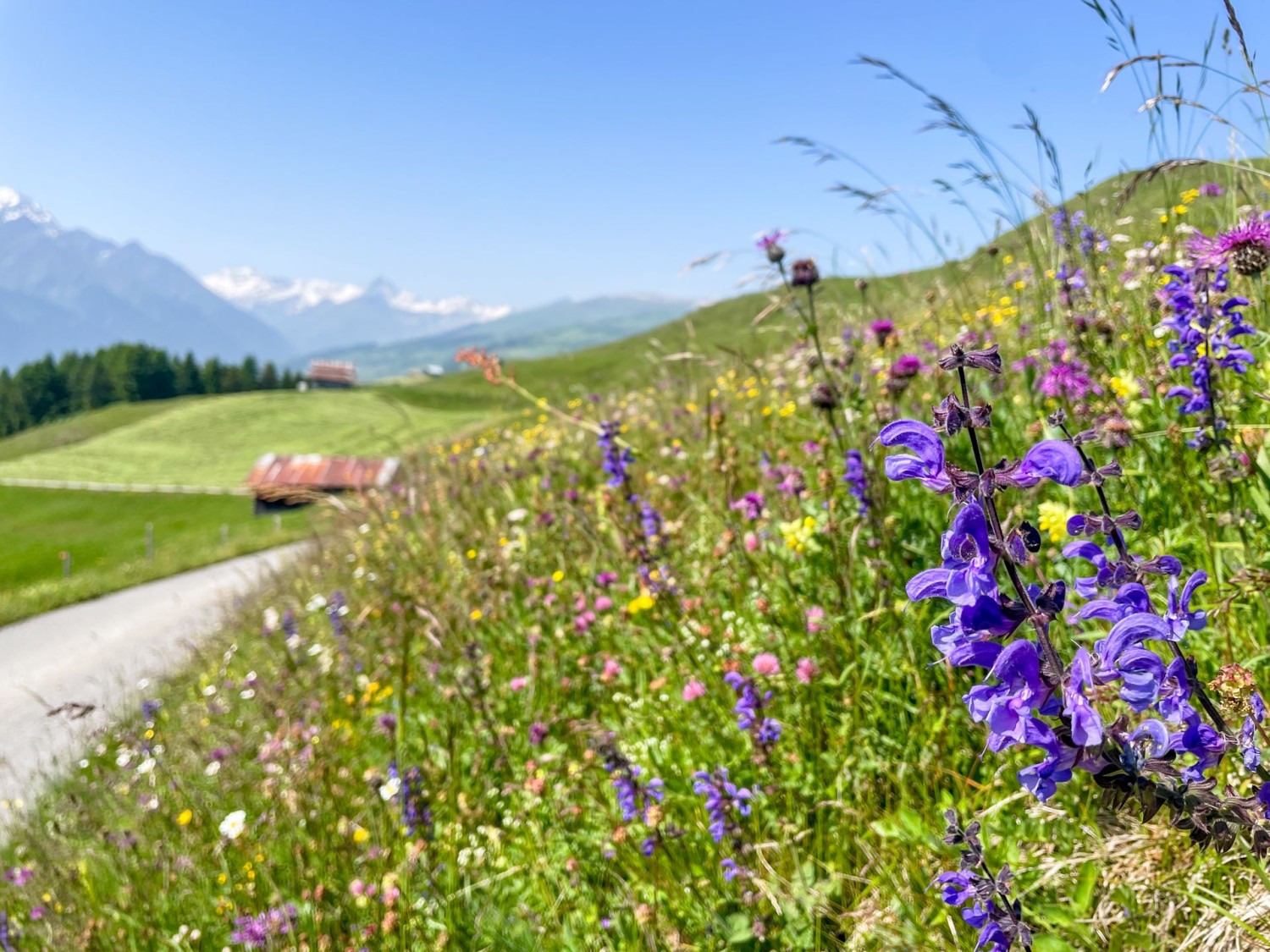 3330 Auf dem letzten Abschnitt Richtung Morissen.