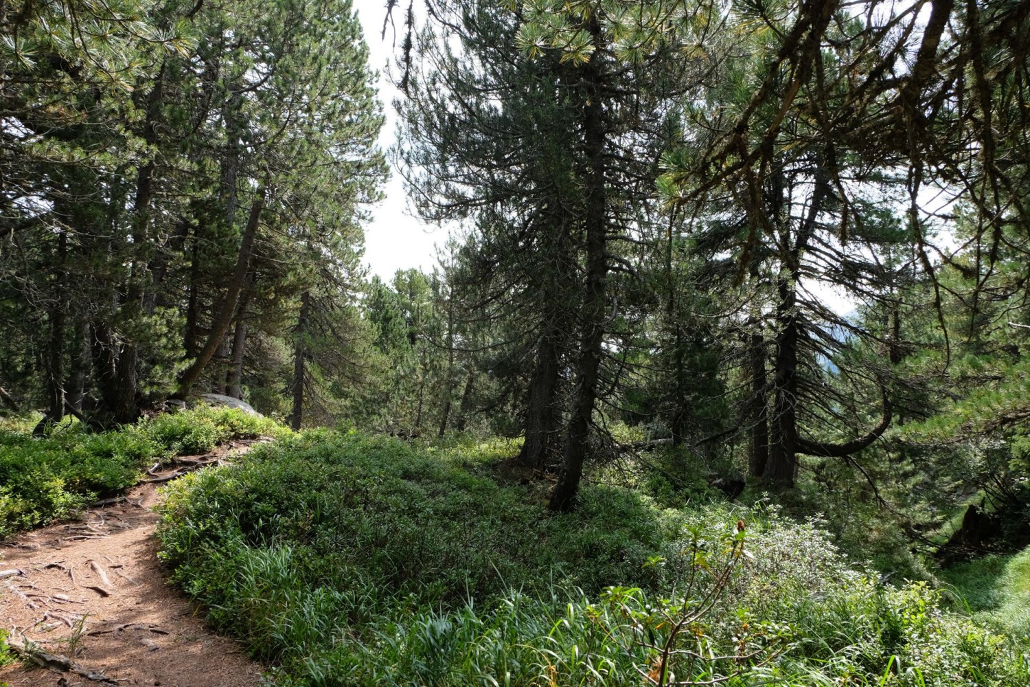 Un cadre magnifiquement ombragé et charmant pour le début de la randonnée, dans la réserve naturelle de Salvasèca.
