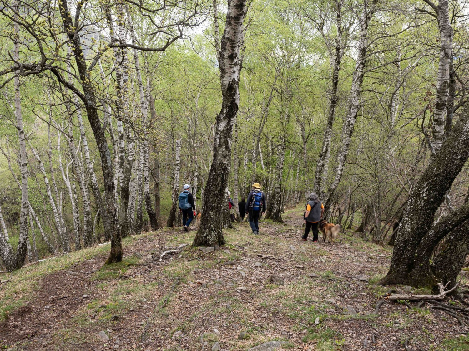 Frisches Frühlingsblattwerk ziert die Bäume.