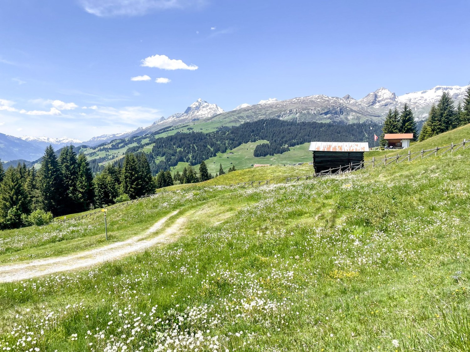 Des prairies fleuries sur le chemin entre Pigniu et Siat