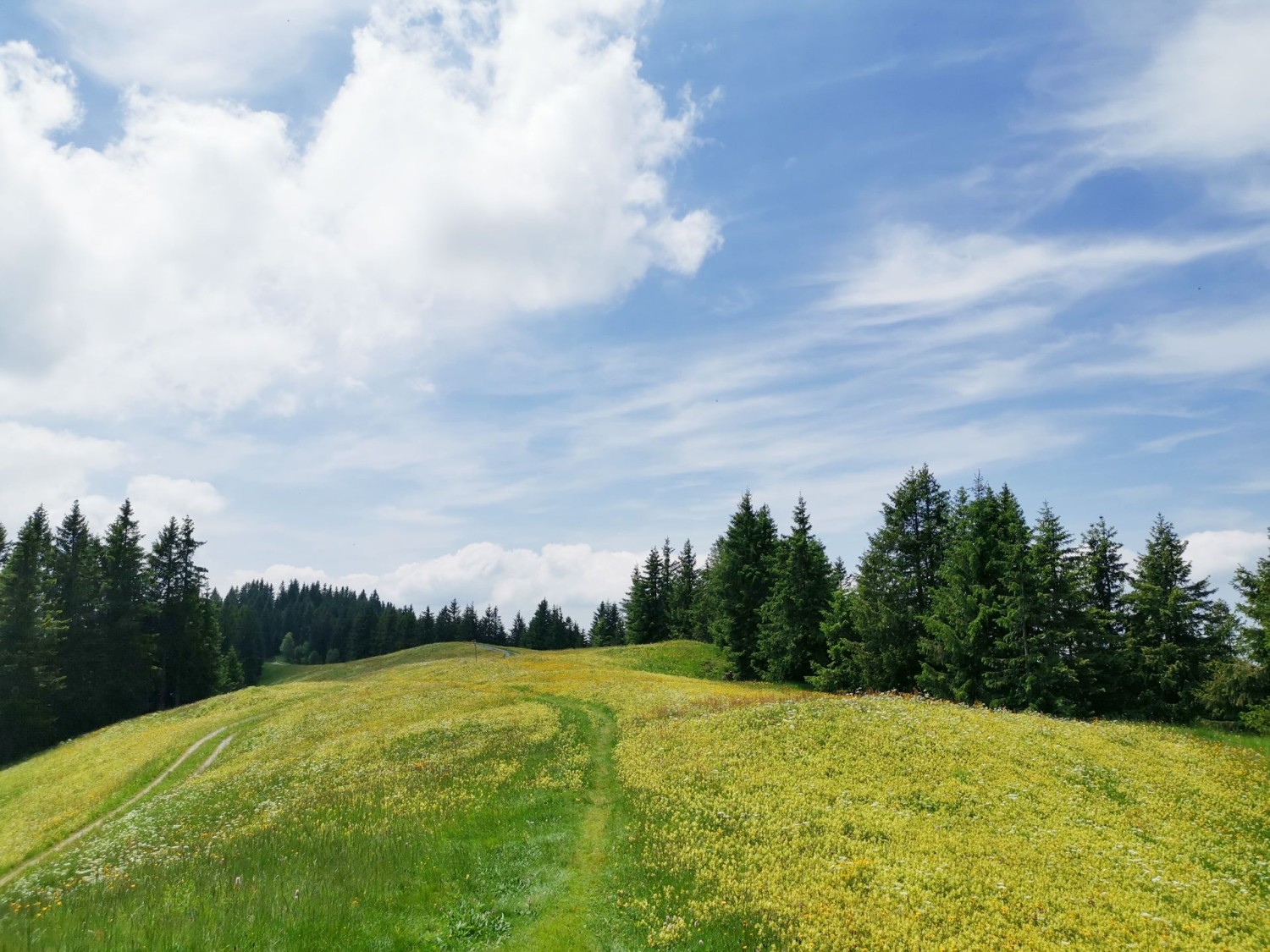 Le beau printemps en altitude. Au Beichlegfäl, il n’y a personne pendant la semaine.
