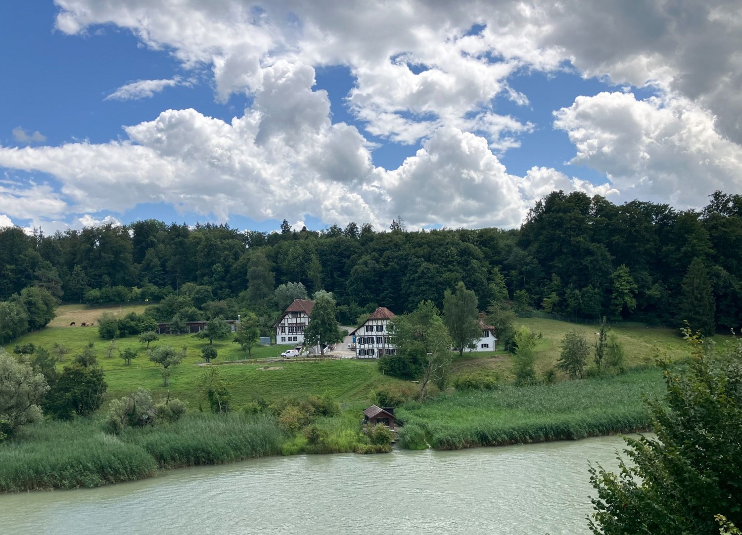 L’Université de Berne étudie les rats bruns au bord de l’Aar.