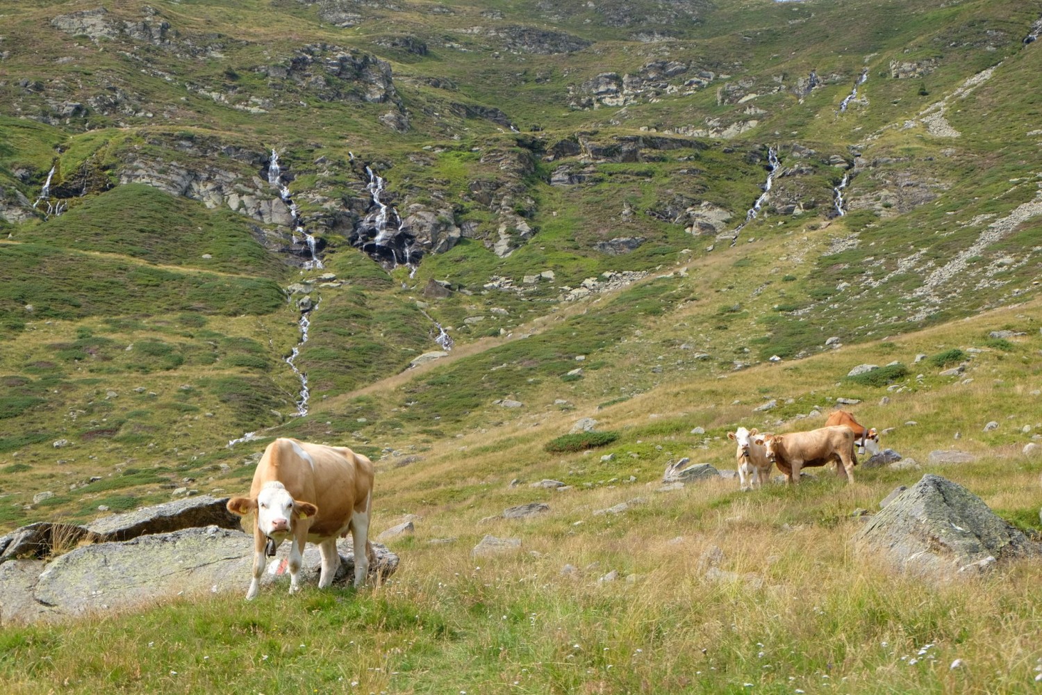 La descente vers Predèlp permet de voir de nombreuses sources et de riches pâturages.