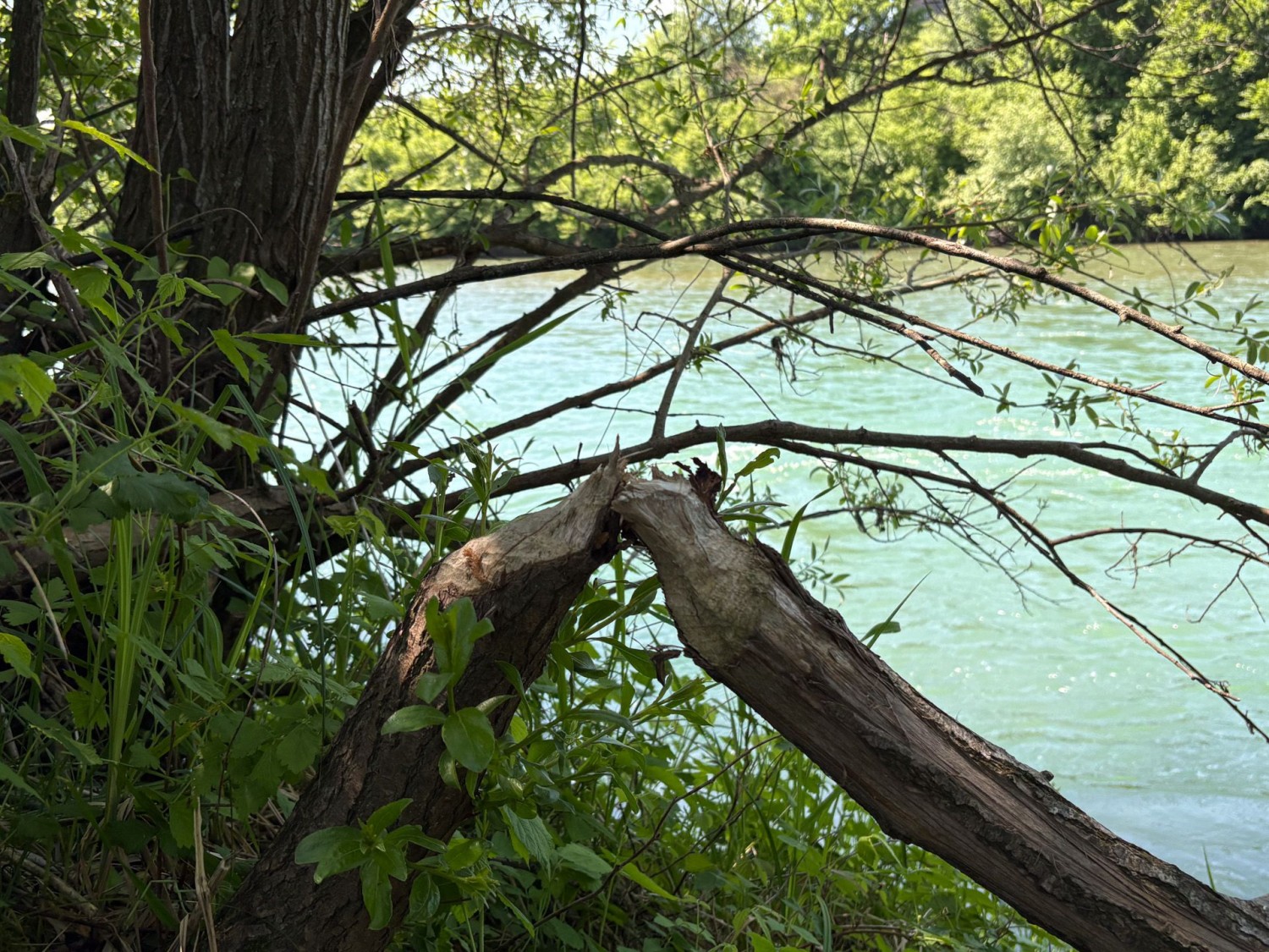 En ouvrant l’œil, il est possible d’identifier de nombreuses traces de castors durant cette randonnée.