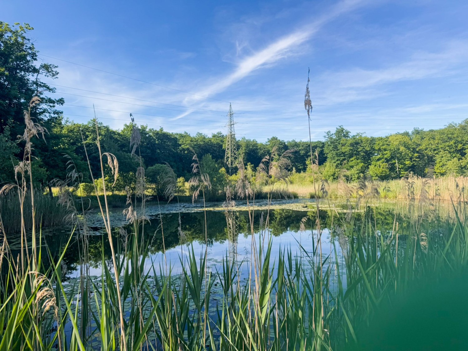 Un ravissant étang dans la réserve naturelle du Bois des Mouilles