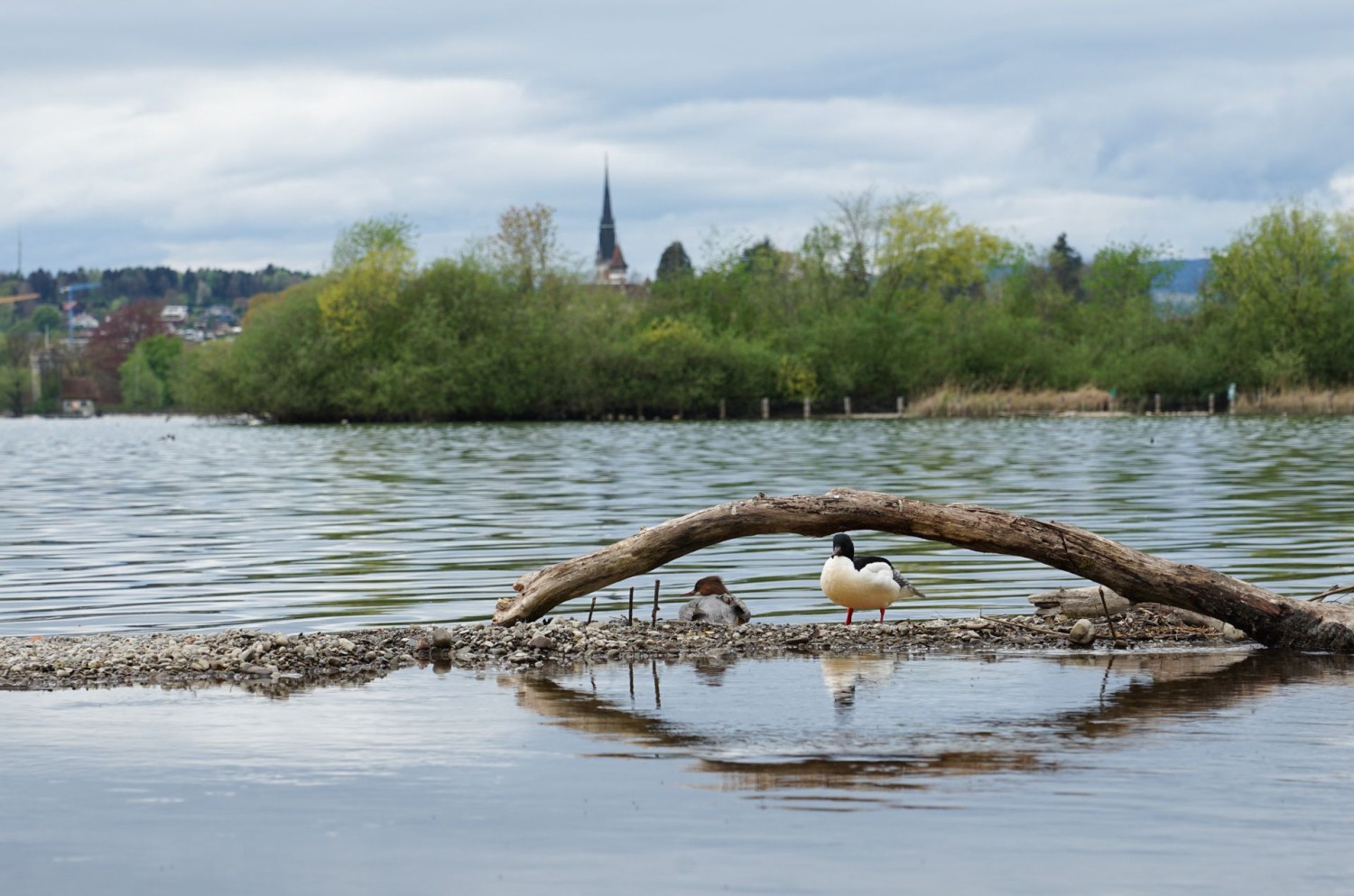 Les oiseaux aquatiques apprécient les bancs de gravier naturels du lac de Zoug.