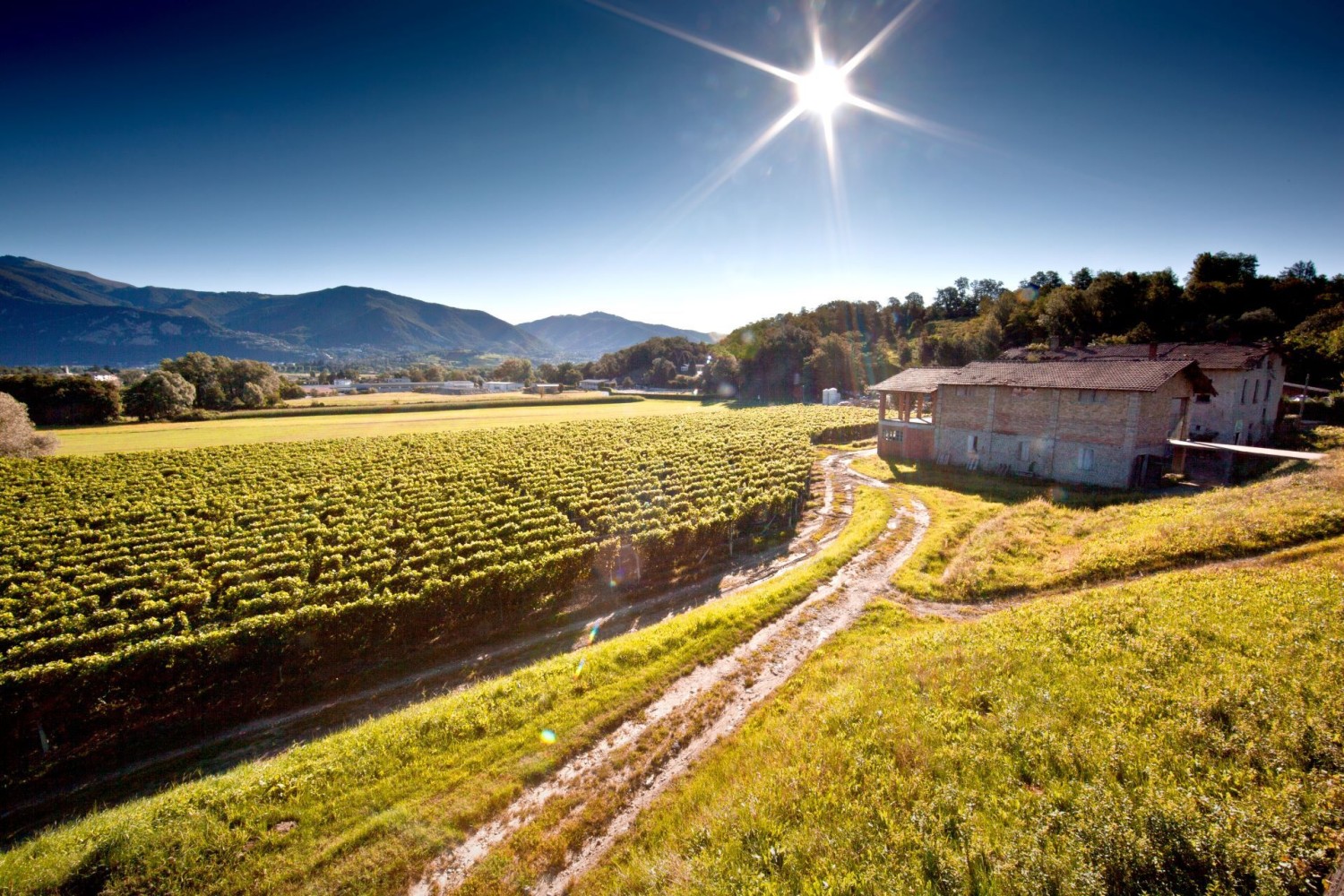 La randonnée est caractérisée par des vignes et des prairies douces.
