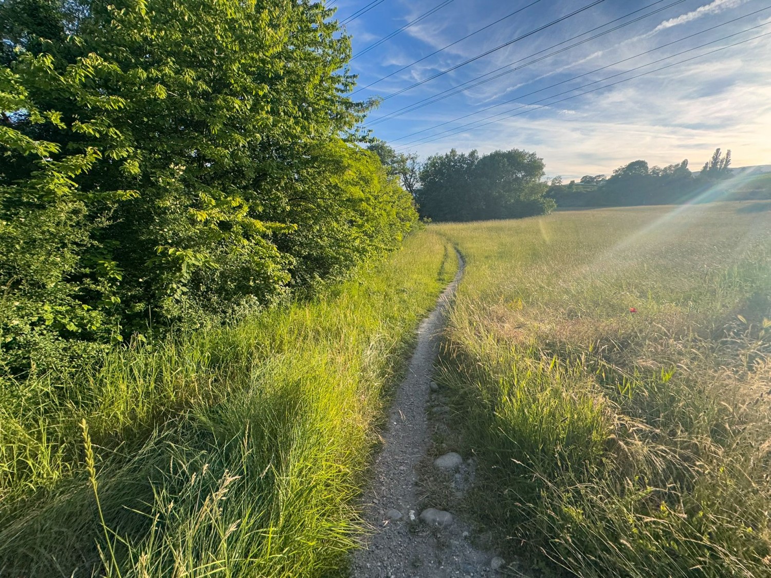 Peu après Russin, la randonnée est placée sous le signe de la verdure.
