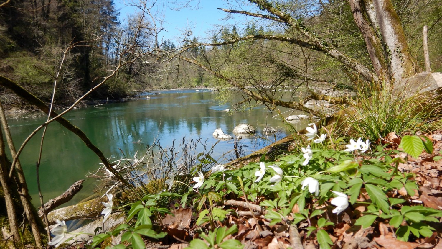 Der Frühling erwacht mit den Buschwindröschen.