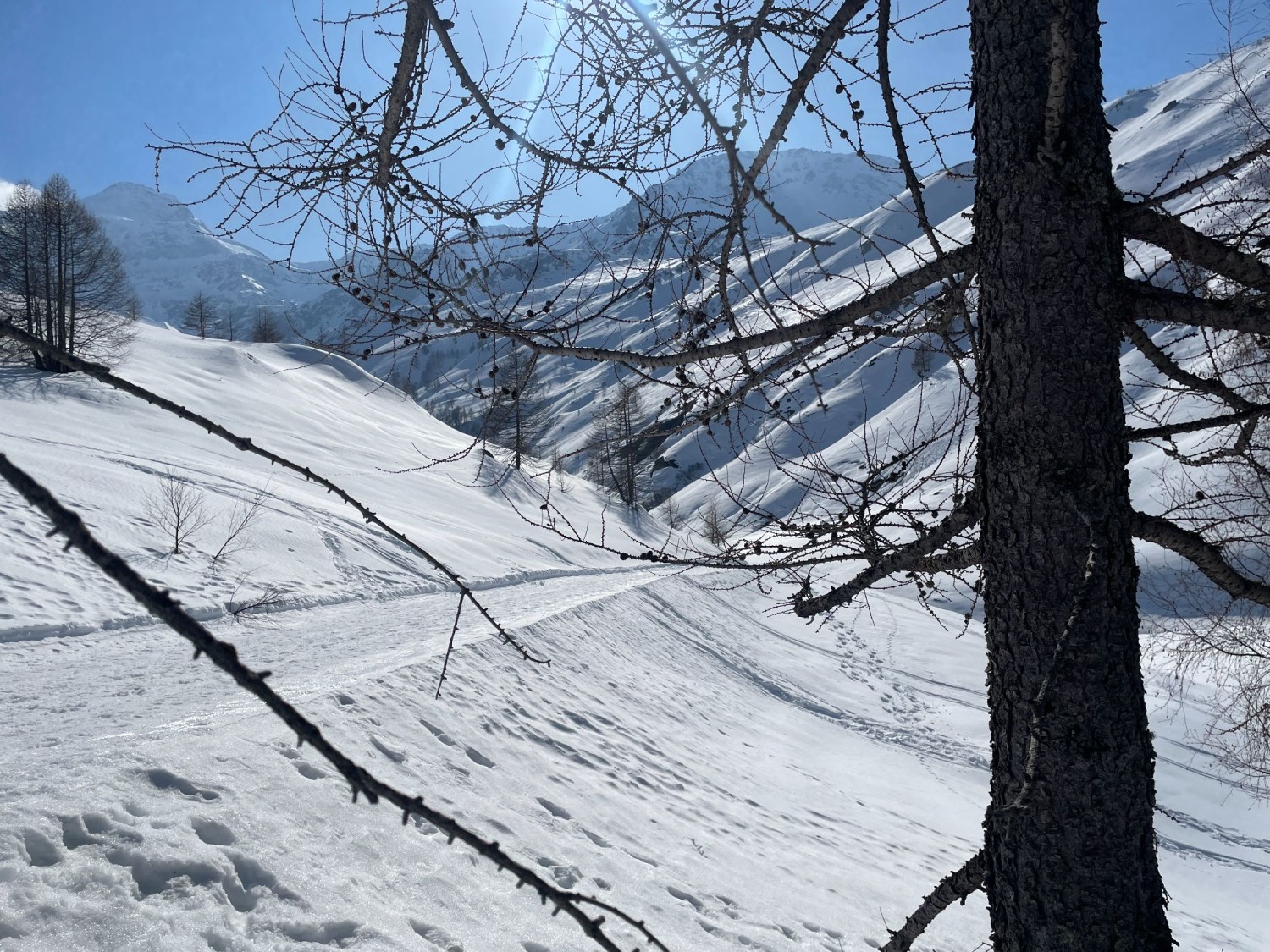 Einzelne Lärchen säumen den Weg.