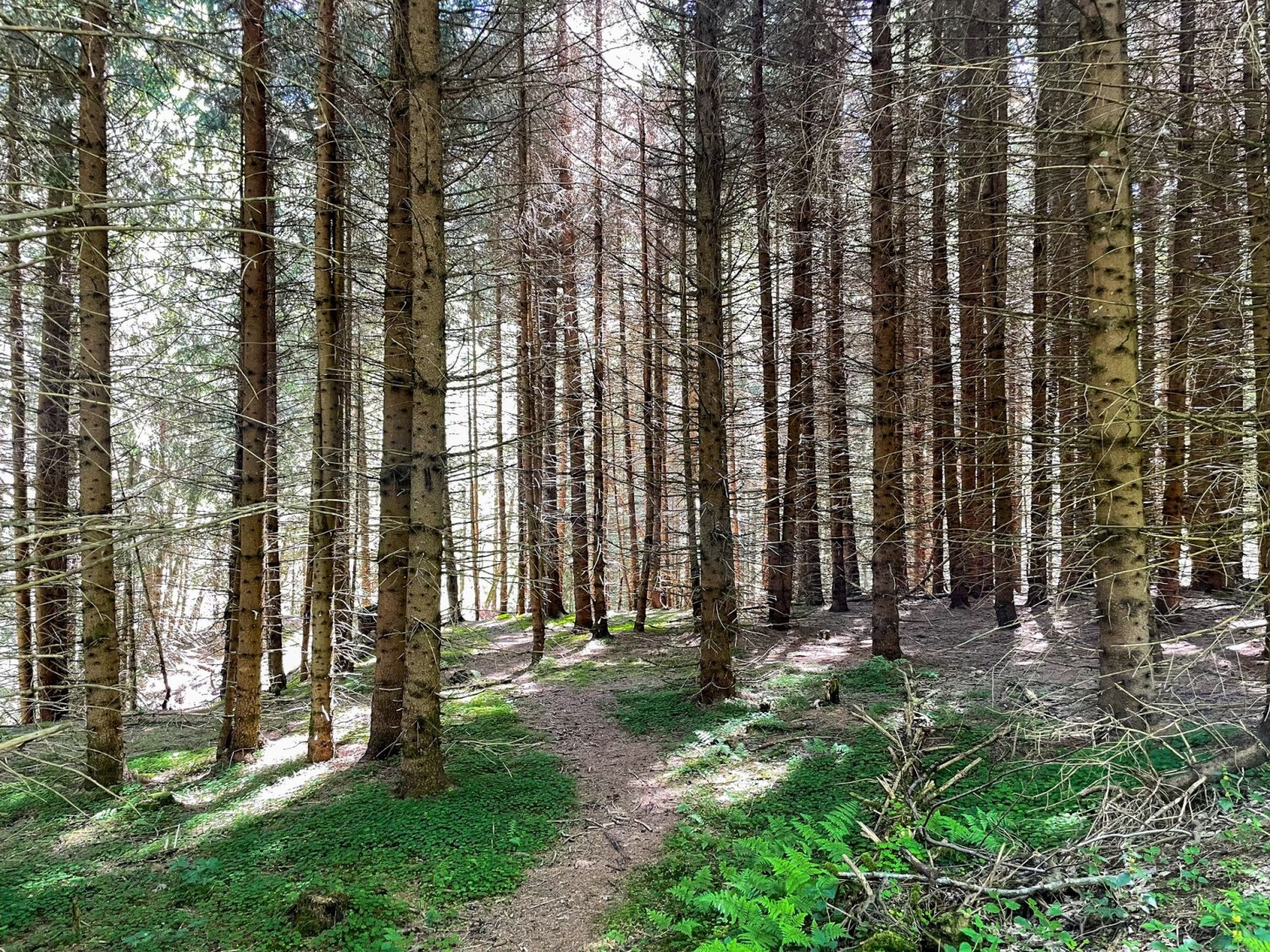 Des tronçons boisés ombragés traversés par de petits cours d’eau