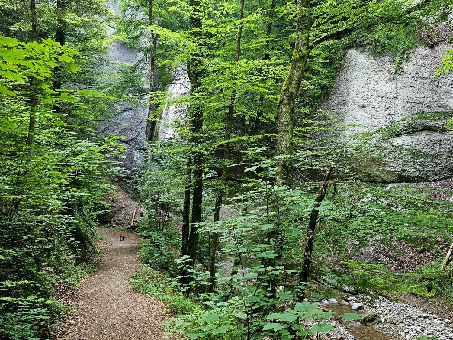 Le chemin suit toujours le ruisseau.