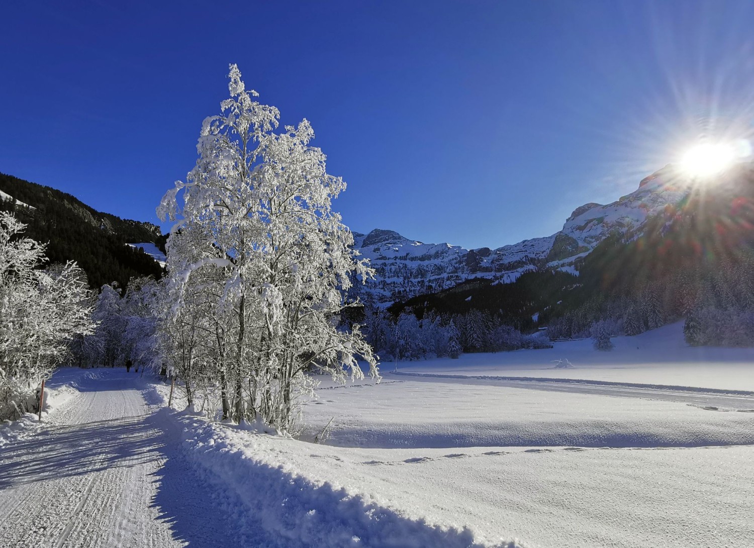 Am Übergang zwischen Sonne und Schatten beim Chöpflisbergmoos.