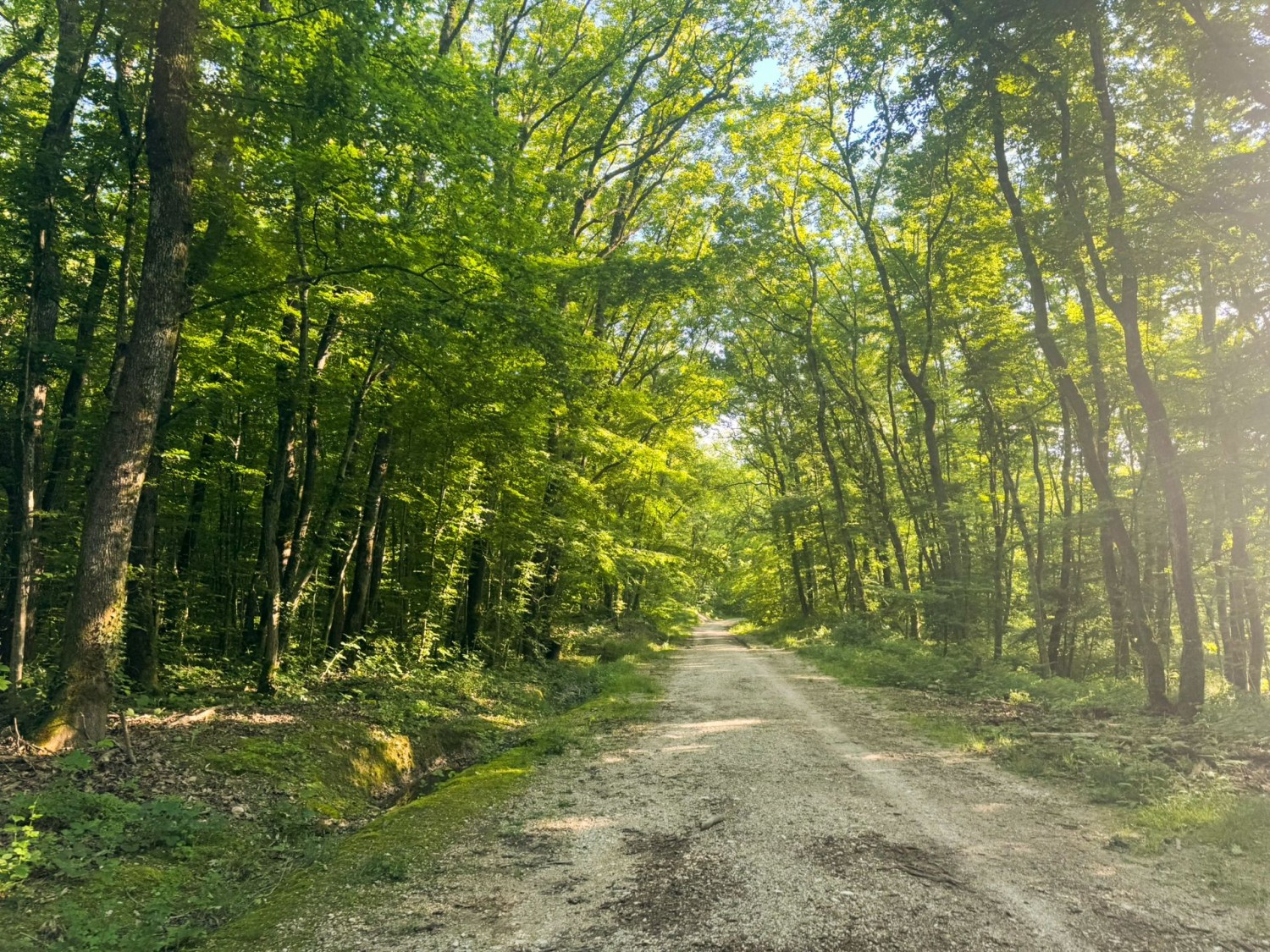 Des chemins larges et plats dans la forêt près de Russin.
