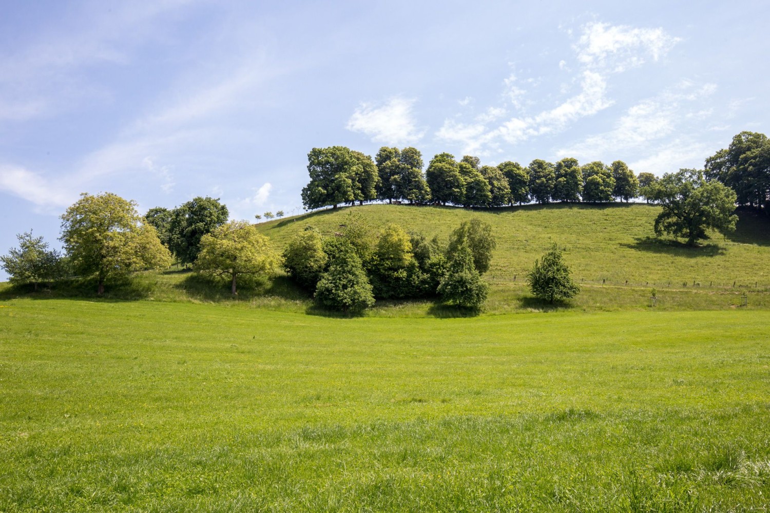 Baumreihenkunst kurz vor Lustdorf sorgt für Abwechslung.
