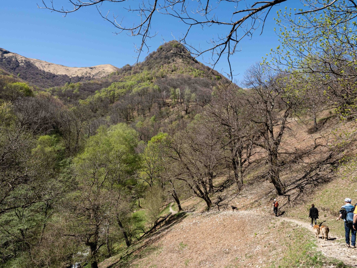 Nach dem Grà führt die Wanderung weiter durch diese Kastanienselve.