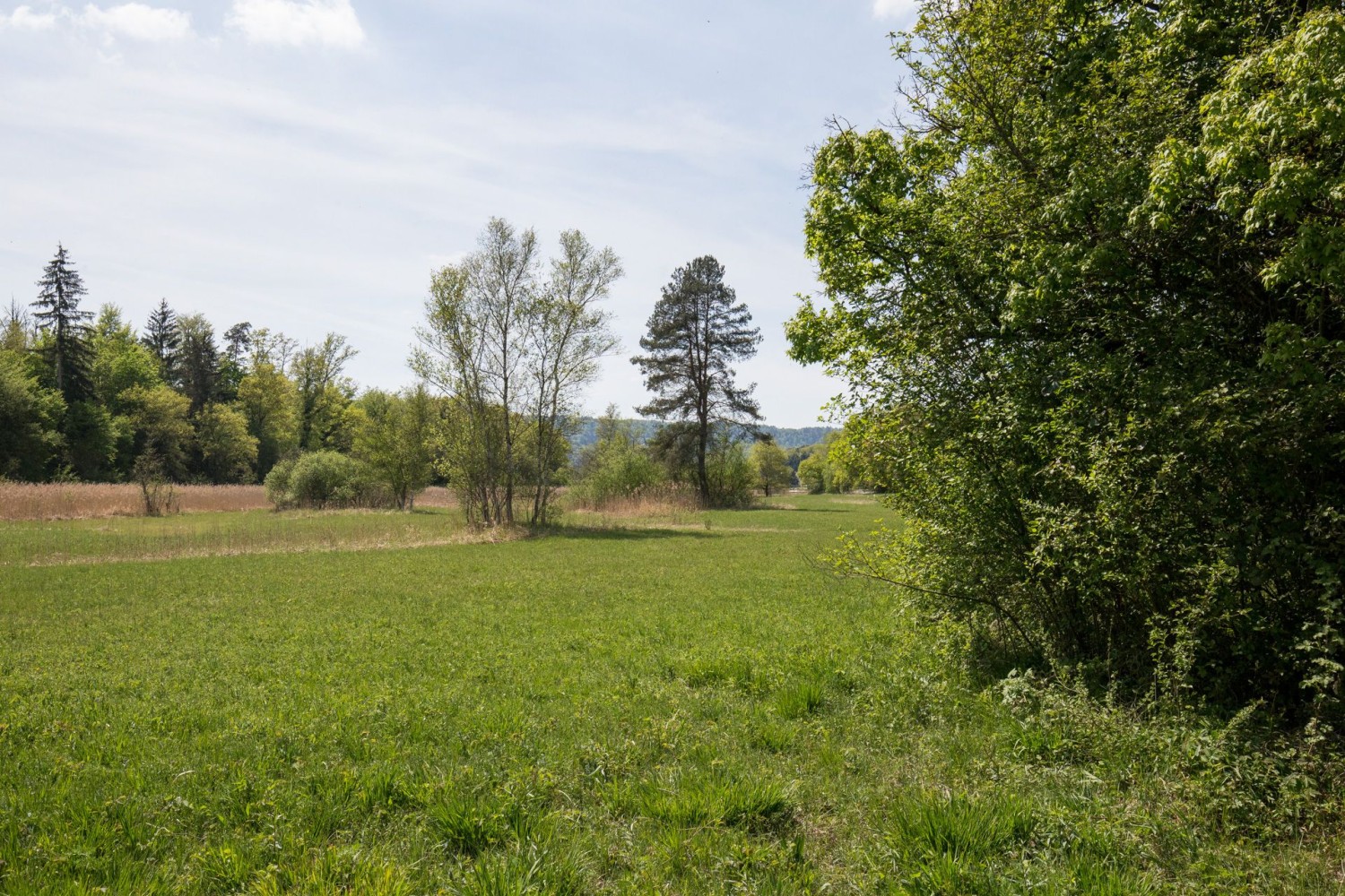 L’imposant bas marais de Schaarewis, peu avant Altparadies