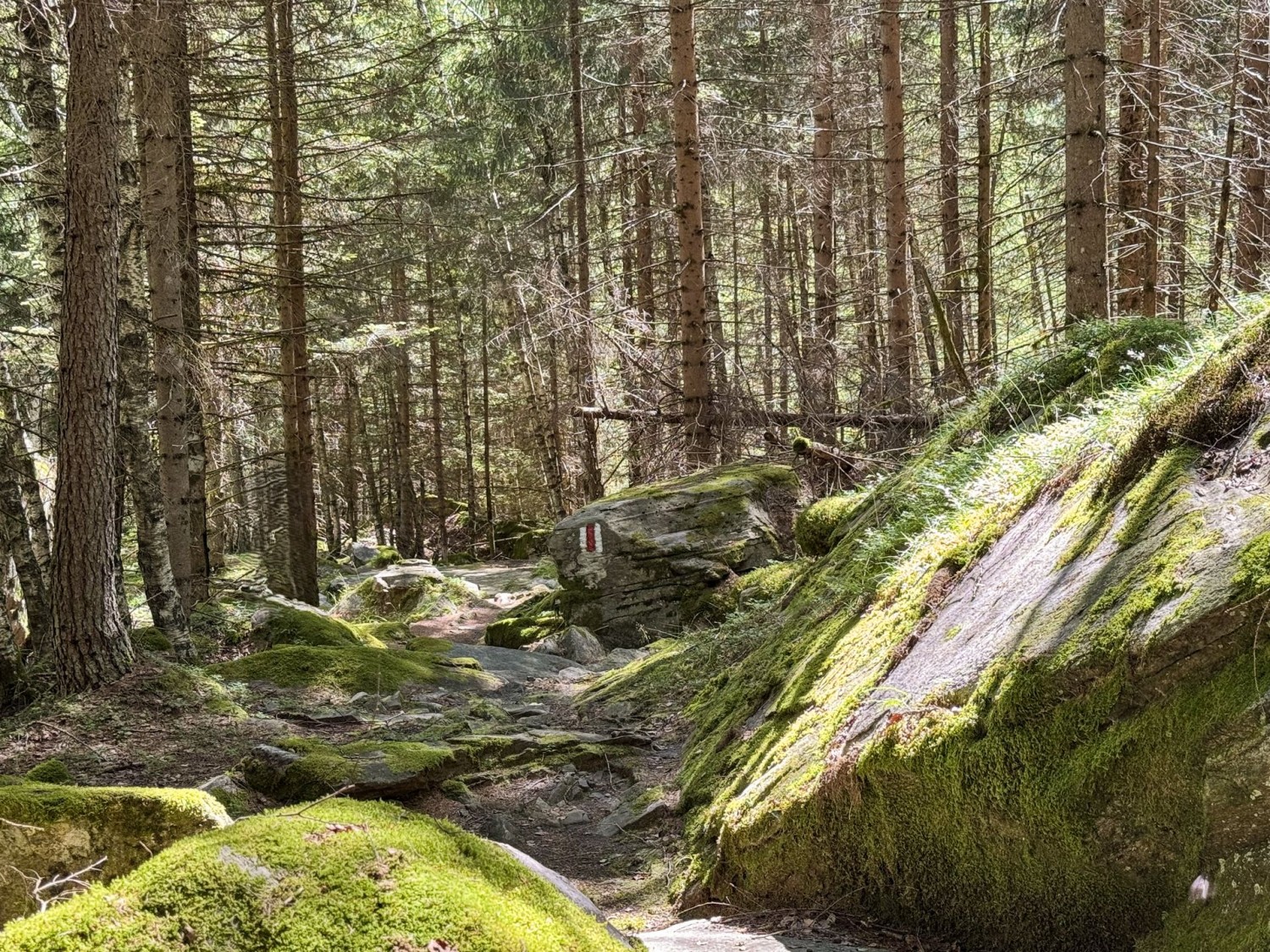 L’itinéraire traverse une forêt enchanteresse.